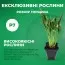 Клематіс Temptation фото