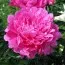 Півонія Princess Margareth фото
