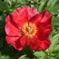 Півонія ITOH Sonoma Velvet Ruby фото