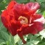 Півонія ITOH Sonoma Velvet Ruby фото