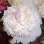 Півонія Fairy's Petticoat фото