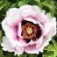 Півонія Рока Icy Heart Pink Lotus фото