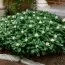 Пахізандра Green Sheen фото