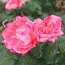 Троянда Panthere Rose фото