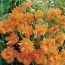 Мак Double Tangerine Gem фото