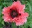 Мак Pink Ruffles фото