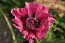Мак Manhattan фото