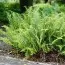 Папороть Щитник Чоловічий Crispa фото