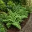 Папороть Щитник Клінтона (Dryopteris clintoniana) фото