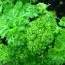 Петрушка Кучерява Астра фото