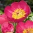 Півонія Patio Peony Oslo фото