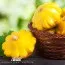 Патисон Помаранчевий фото