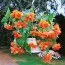 Бегонія Pendula Cascade Orange фото