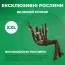 Півонія ITOH Enduring Rainbow фото