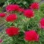 Півонія Many Happy Returns фото