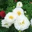 Півонія White Ivory фото