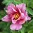 Півонія ITOH Pink Double Dandy фото