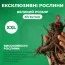 Півонія Duchesse de Nemours 3-5 бруньок фото