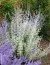 Перовскія Silvery Blue фото