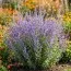 Перовскія Crazy Blue фото