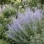 Перовскія Silvery Blue фото