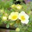 Перстач Primrose Beauty фото