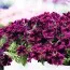 Петунія Go!Tunia Cosmic Pink фото