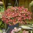 Петунія Amore Queen of Hearts фото