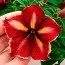 Петунія Crazytunia Mandevilla фото