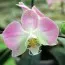 Фаленопсис Сандера (Phalaenopsis sanderiana) фото