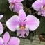 Фаленопсис Шіллера (Phalaenopsis chilleriana) фото