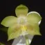 Фаленопсис Джевел (Yins Green Jewel) фото