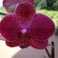 Фаленопсис Кімоно Ред (Kimono Red) фото
