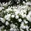 Чубушник Bouquet Blanc фото