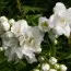Чубушник Bouquet Blanc фото