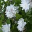 Чубушник Bouquet Blanc фото