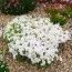 Флокс Amazing Grace фото