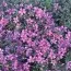 Флокс Atropurpurea (розсада) фото