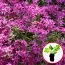 Флокс Atropurpurea (розсада) фото