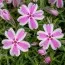 Флокс Candy Stripes фото