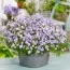 Флокс Emerald Cushion Blue фото