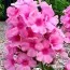 Флокс Flame Pink фото