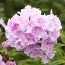 Флокс Franz Schubert фото