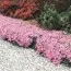 Флокс Moerhemii фото