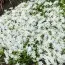 Флокс Snowflake фото