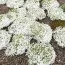 Флокс Snowflake фото