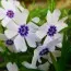 Флокс Oakington Blue Eyes фото