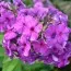 Флокс The King Violet Blue фото