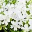 Флокс White Delight фото