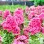 Флокс Windsor фото